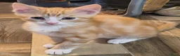 Domestic Shorthair cats for sale: 5 beautiful lovely kittens 🐾🐾 in Boston - Advert 3