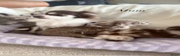 Chihuahua dogs for sale: Longhair chihuahua puppies Russian blood lines - Advert 8