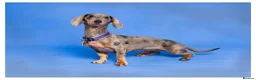Miniature Dachshund dogs for sale: dapple miniature dachshund for rehoming  - Advert 3