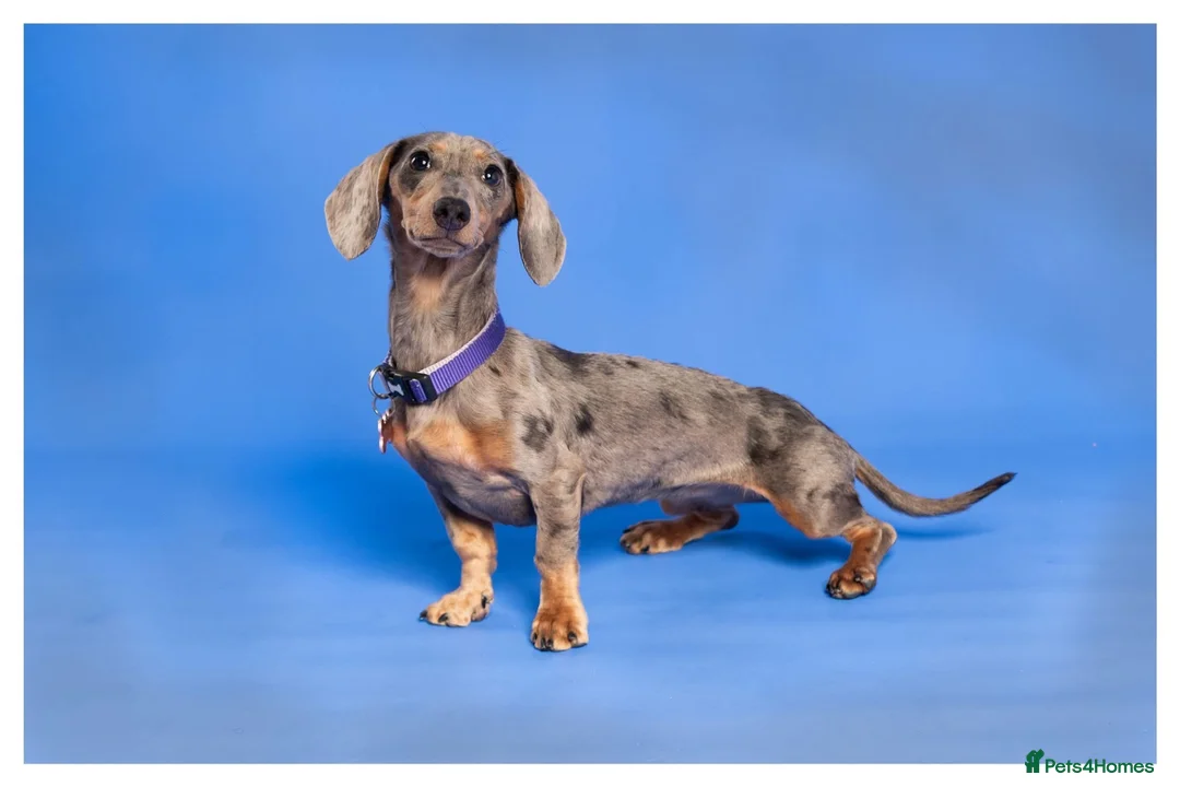 Miniature Dachshund dogs for sale: dapple miniature dachshund for rehoming  - Advert 3