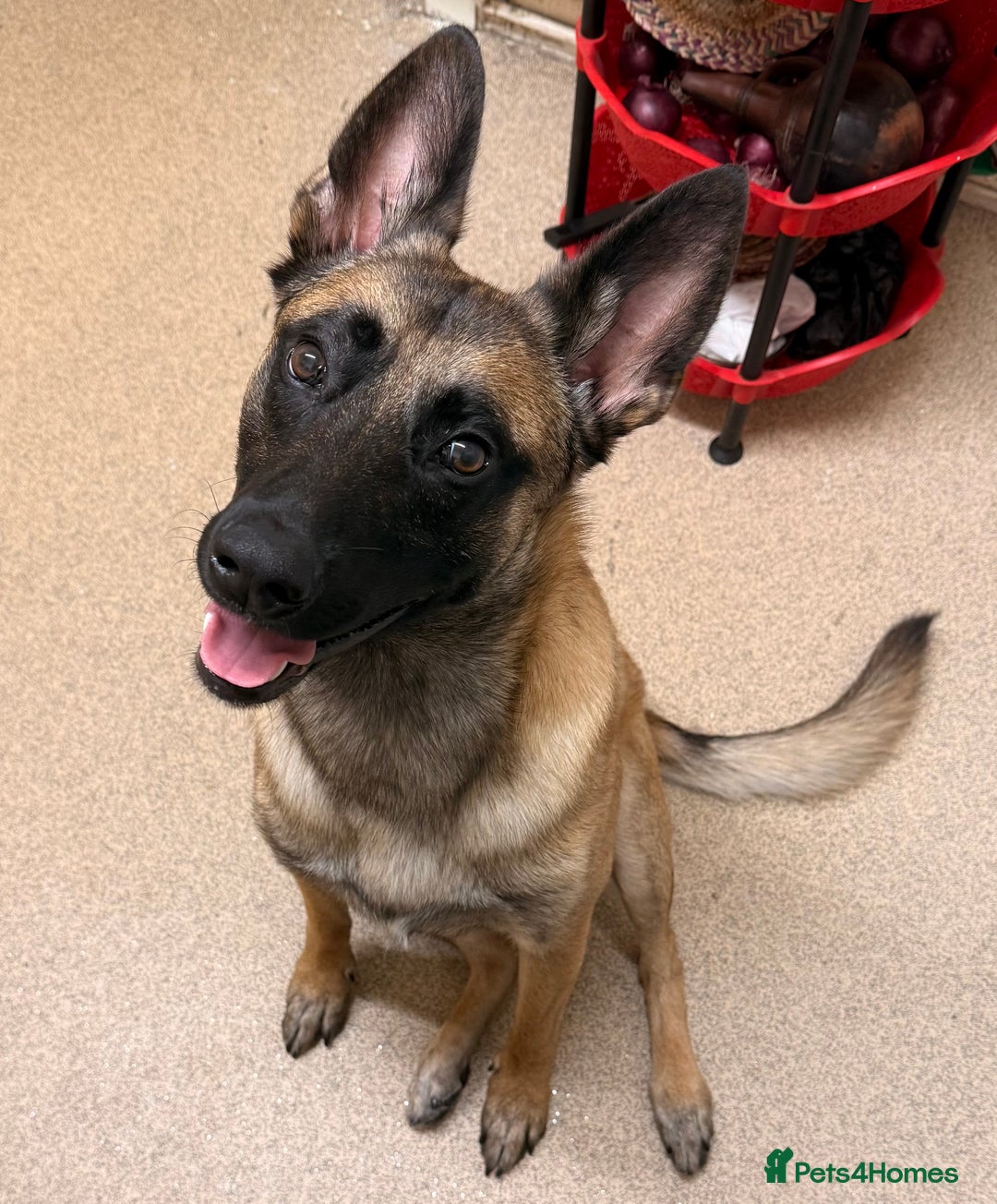 Belgian Shepherd Dog dogs for sale: Belgian Malinois For Sale - Image 2