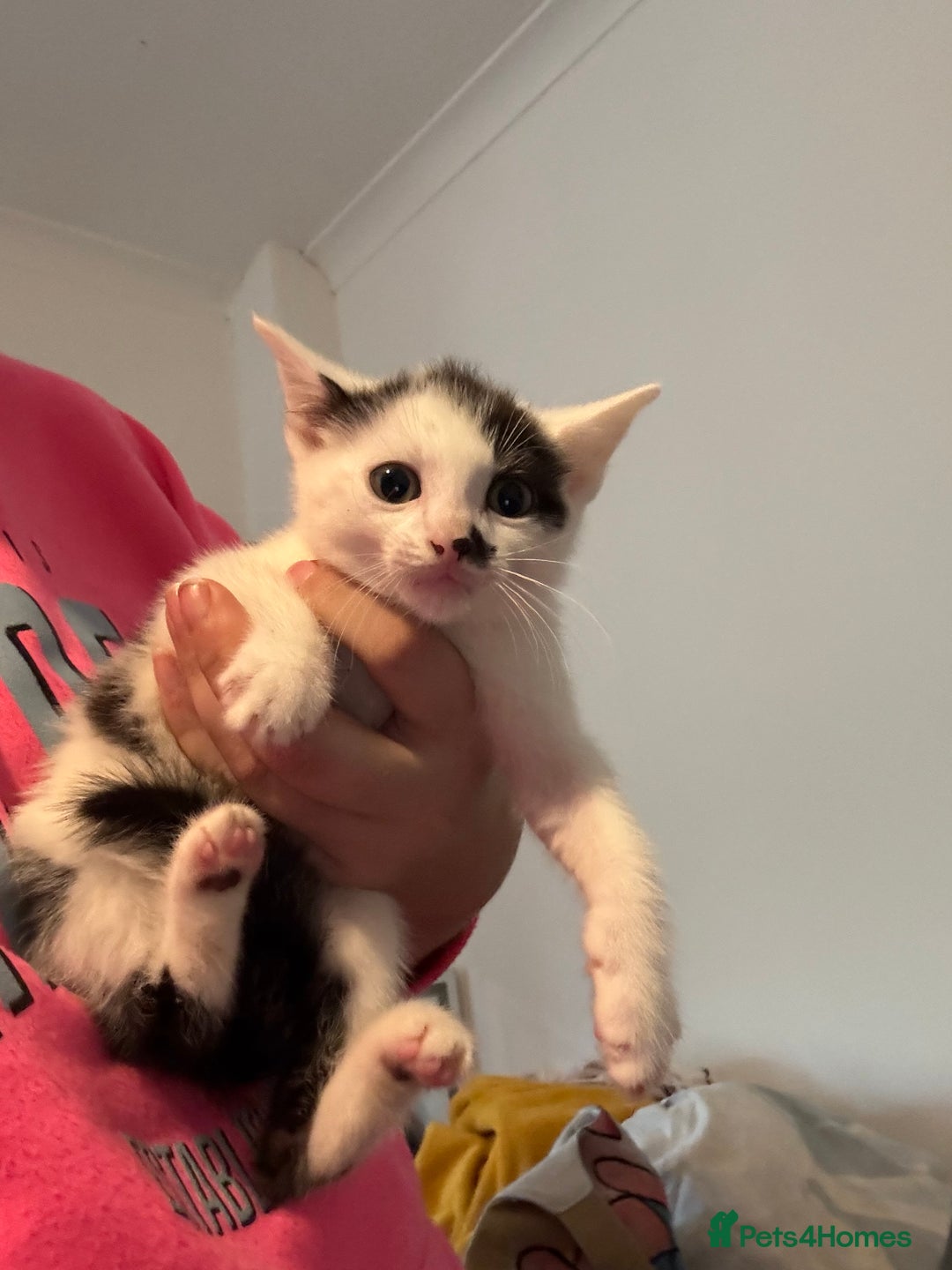 Mixed Breed cats for sale: 3 kittens looking for there forever home  - Image 2