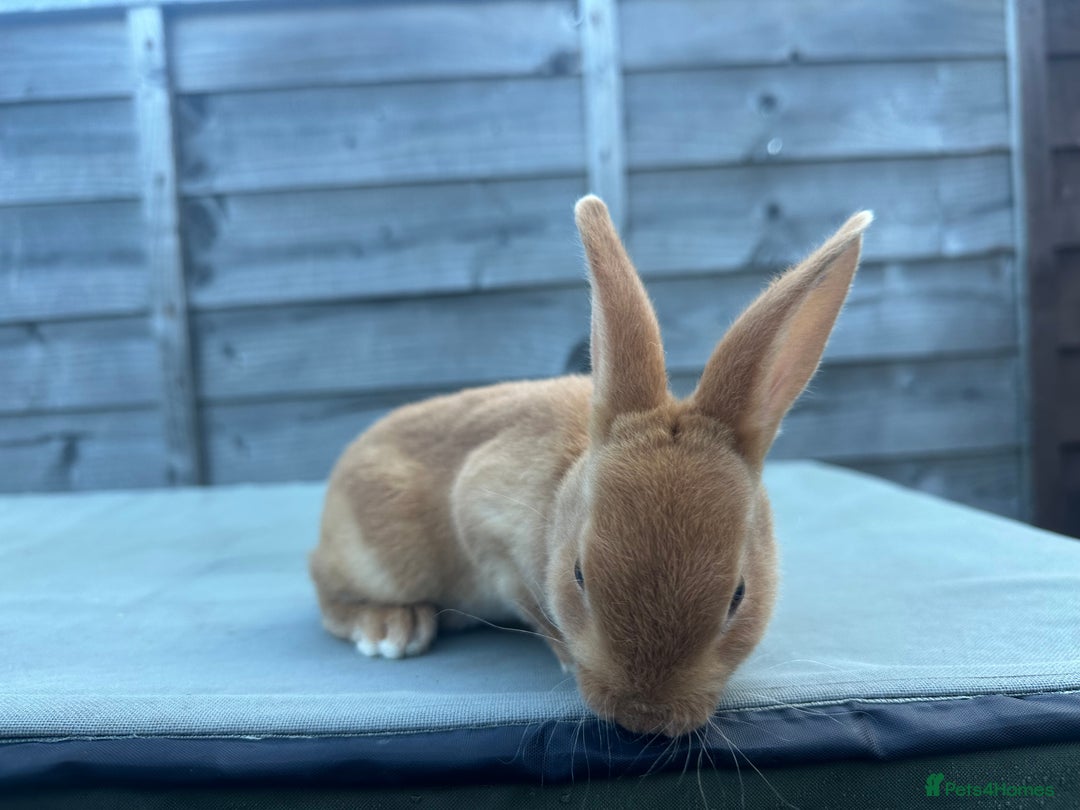 Rex rabbits for sale: 2 show quality beautiful mini Rex orange bucks - Image 8