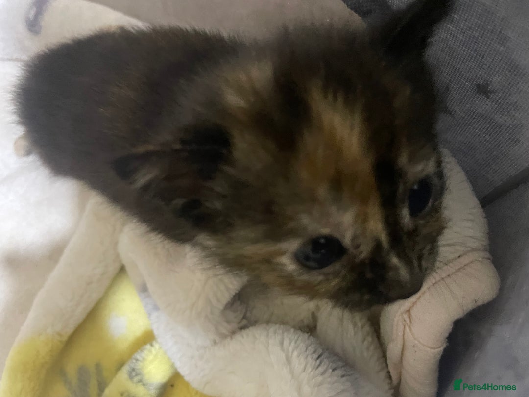 British Shorthair cats for sale: New born ginger and tortoiseshell  - Image 9