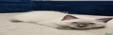 Ragdoll 1