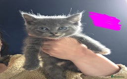 Domestic Shorthair cats for sale: Kittens - Image 7