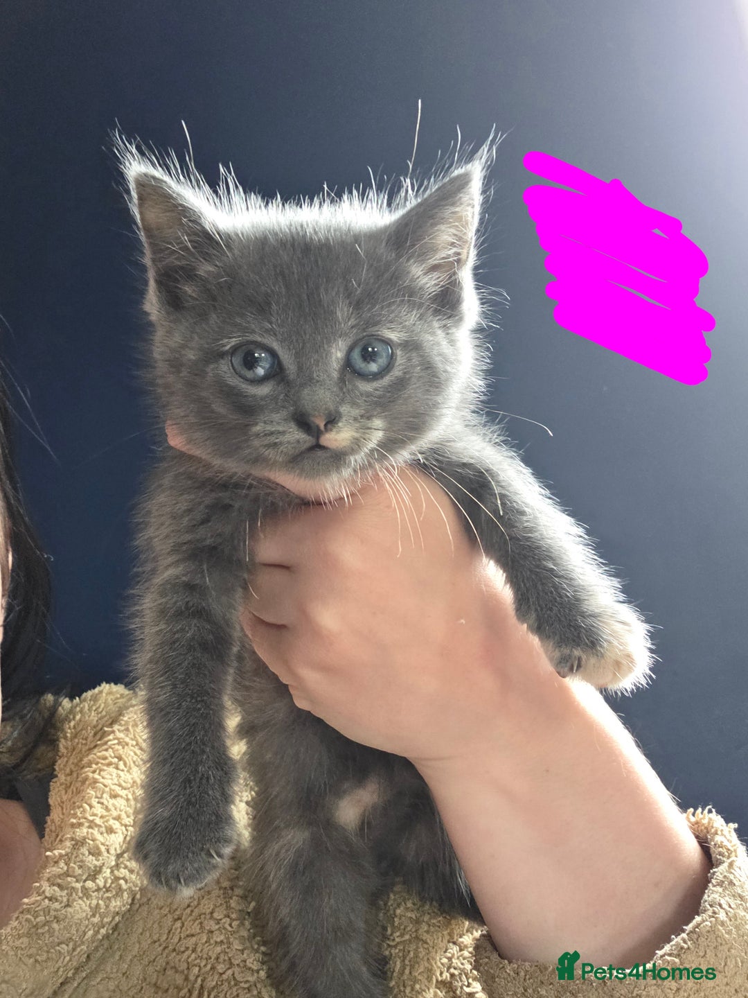 Domestic Shorthair cats for sale: Kittens - Image 7
