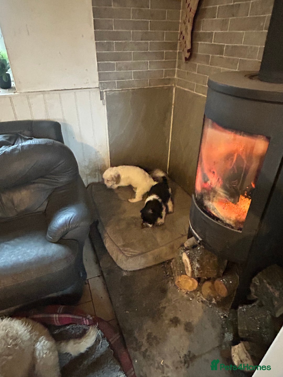 Cavapoo dogs for sale: Beautiful Cavapoo puppies  - Advert 11