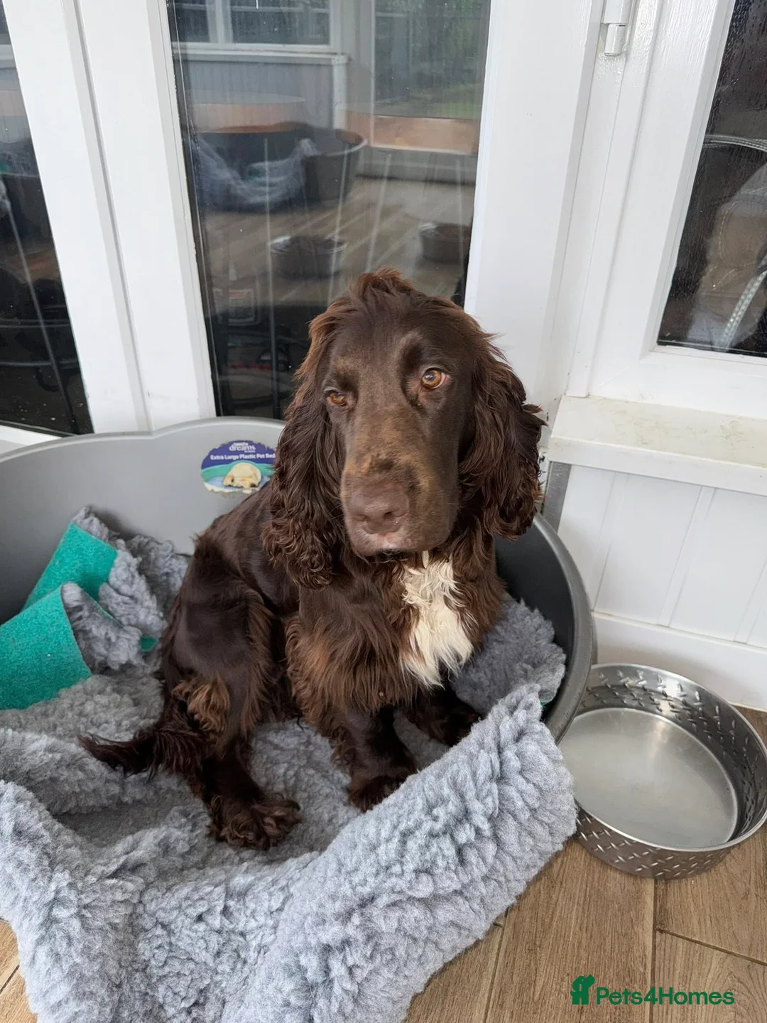 Cocker Spaniel dogs for sale: stunning pair of 2 working cocker spaniels - Advert 2