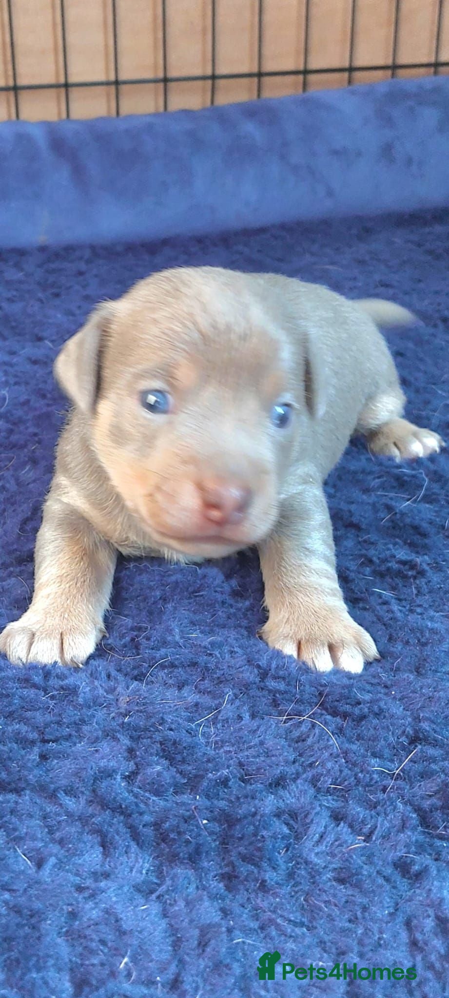 Jack Russell dogs Lilac and blue Jack Russell puppies - Advert 17
