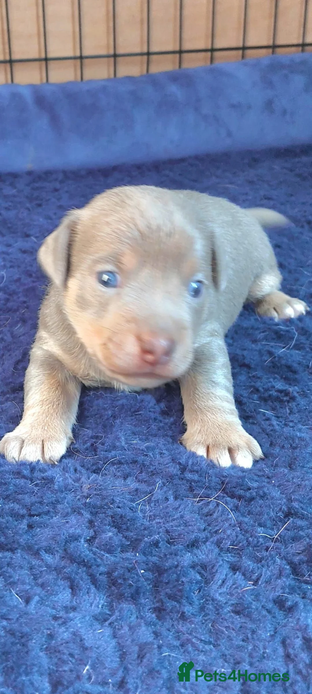 Jack Russell dogs for sale: Lilac and blue Jack Russell puppies - Advert 1