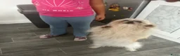Shih Tzu dogs for sale: Props - Advert 3