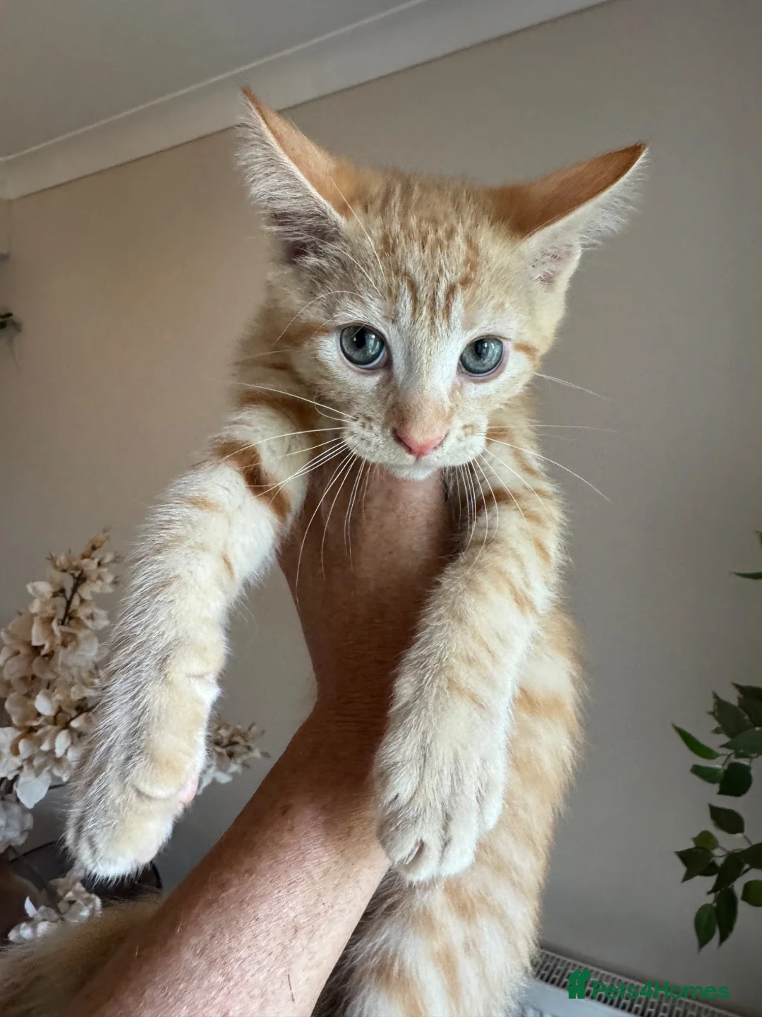 Mixed Breed cats for sale: Half Maine Coon Males - Advert 2