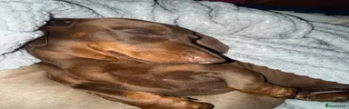 Miniature Dachshund 1