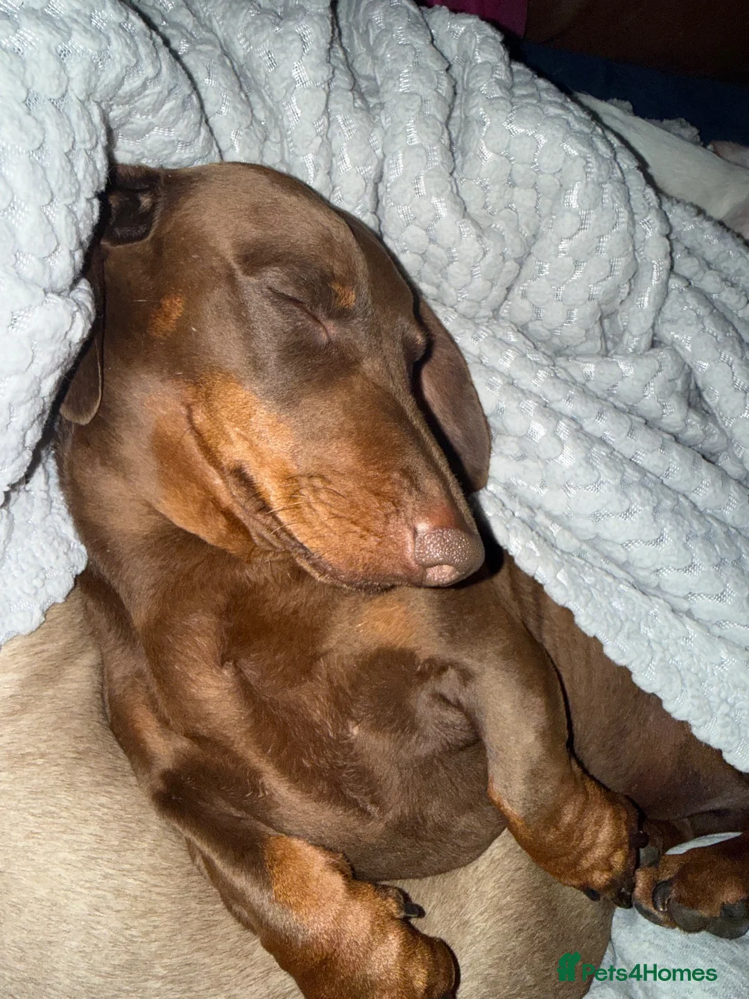 Miniature Dachshund dogs for sale: 2 dashunds  - Advert 2
