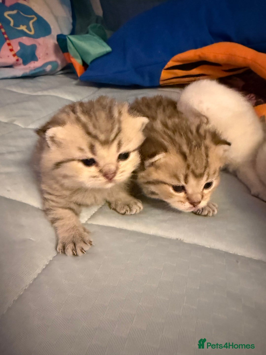 British Shorthair cats for sale: Champion British shorthair kitten  - Advert 17