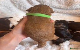 Irish Doodle dogs for sale: 🐾 F1 Beautiful Miniature Irish Doodle Puppies 🐾  - Image 8