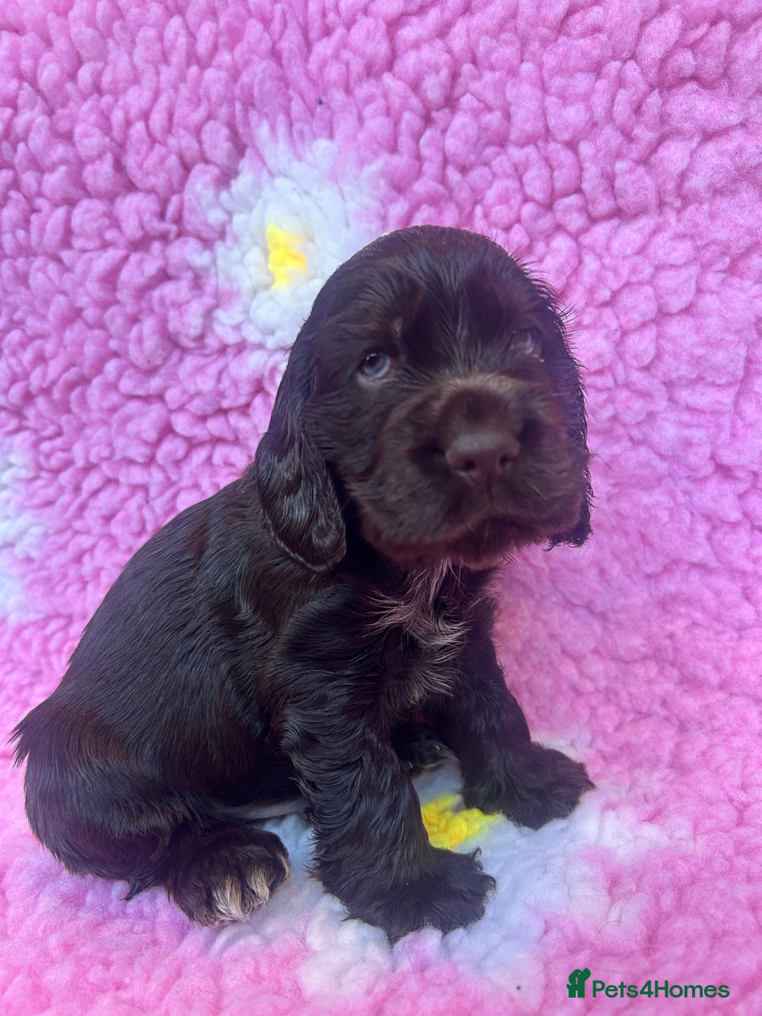 Cocker Spaniel dogs for sale: 💚2 boys available 💚show cocker spaniel puppies  - Advert 22