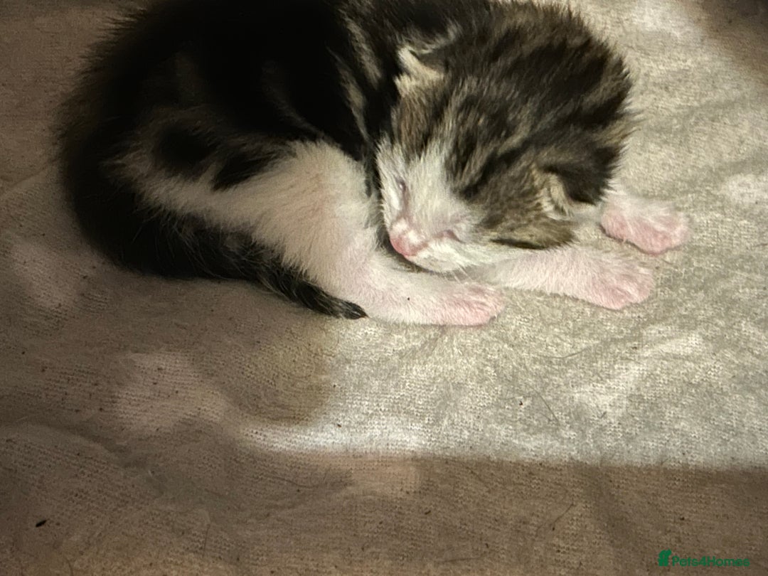 Bengal cats for sale: Boy bengul kitten 2weeks 5 days old - Image 3