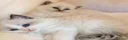 Ragdoll cats for sale: Champion pedigree Chucky Ragdoll babies  - Advert 15
