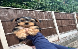 Yorkshire Terrier dogs for sale:  Yorkshire Terrier Puppies 😍🥰 2 available  - Image 12