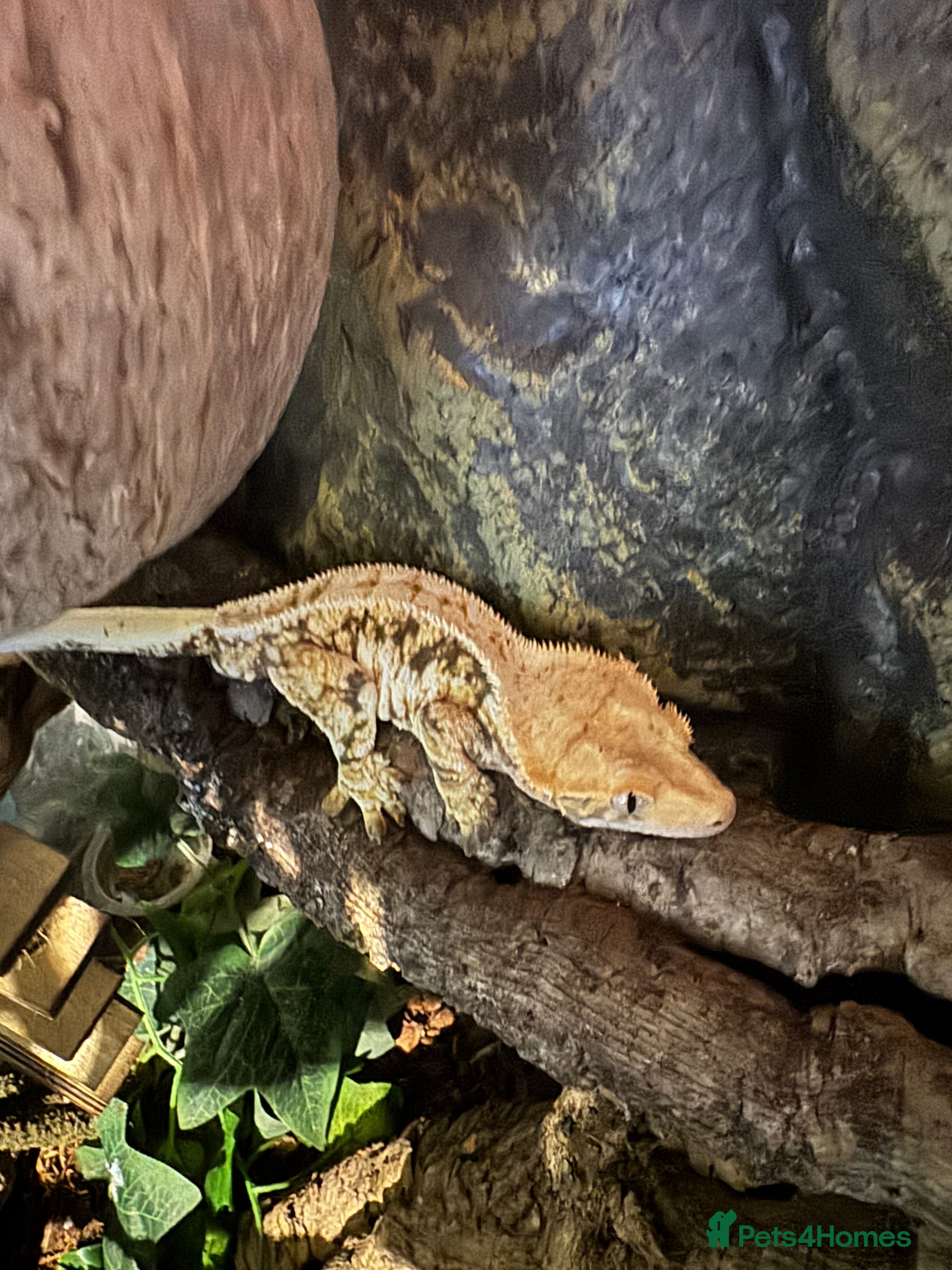 Gecko reptiles 5 mixed lizards available  in Yelverton - Advert 1