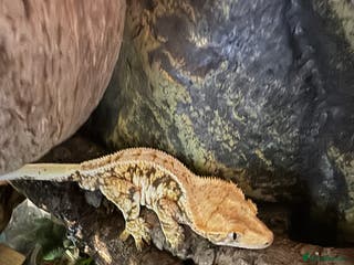 Gecko reptiles 5 mixed lizards available in Yelverton - Advert 1
