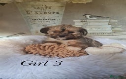 Shorkie dogs for sale: 9 stunning shorkie puppies - Image 18