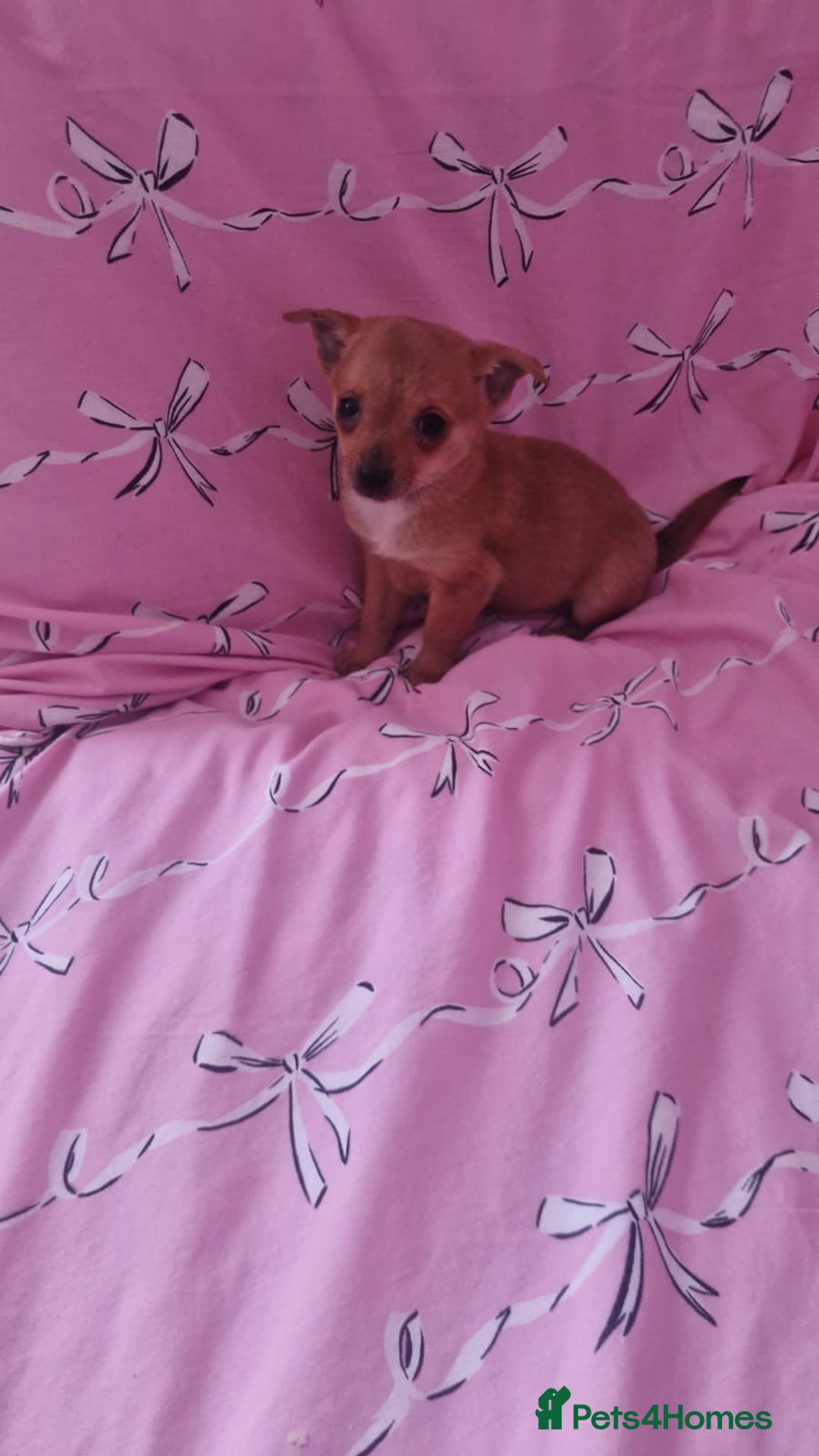 Chihuahua dogs for sale: Chihuahua puppies - Advert 7