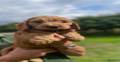 Cockapoo dogs - Advert 7