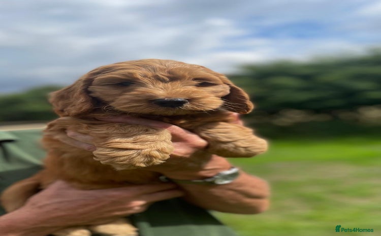 Cockapoo dogs - Advert 9