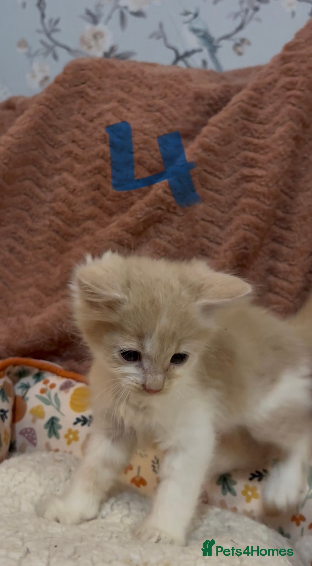 Mixed Breed cats for sale: 8 beautiful kittens ready for loving homes  - Advert 18