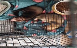 Ferret rodents for sale: 2 Female Ferrets  - Image 2