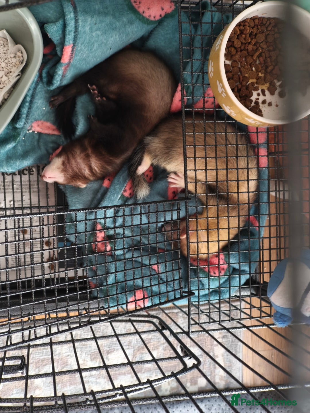 Ferret rodents for sale: 2 Female Ferrets  - Image 2