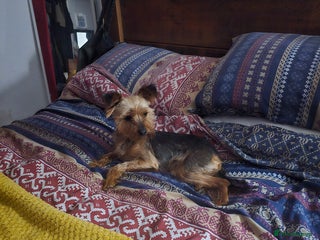 Yorkshire Terrier dogs - Advert 22