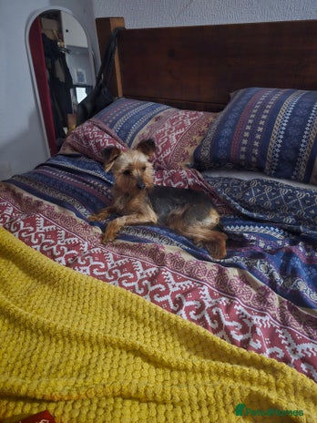 Yorkshire Terrier dogs - Advert 1
