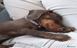 Miniature Dachshund dogs for sale: Male minature Dutchhound - Image 6