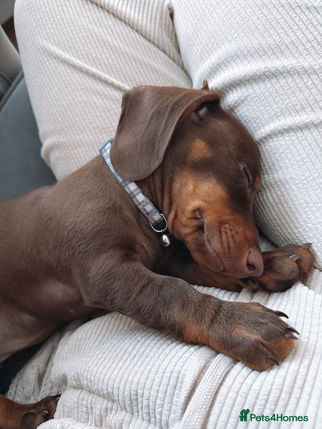 Miniature Dachshund dogs for sale: Male minature Dutchhound - Image 6