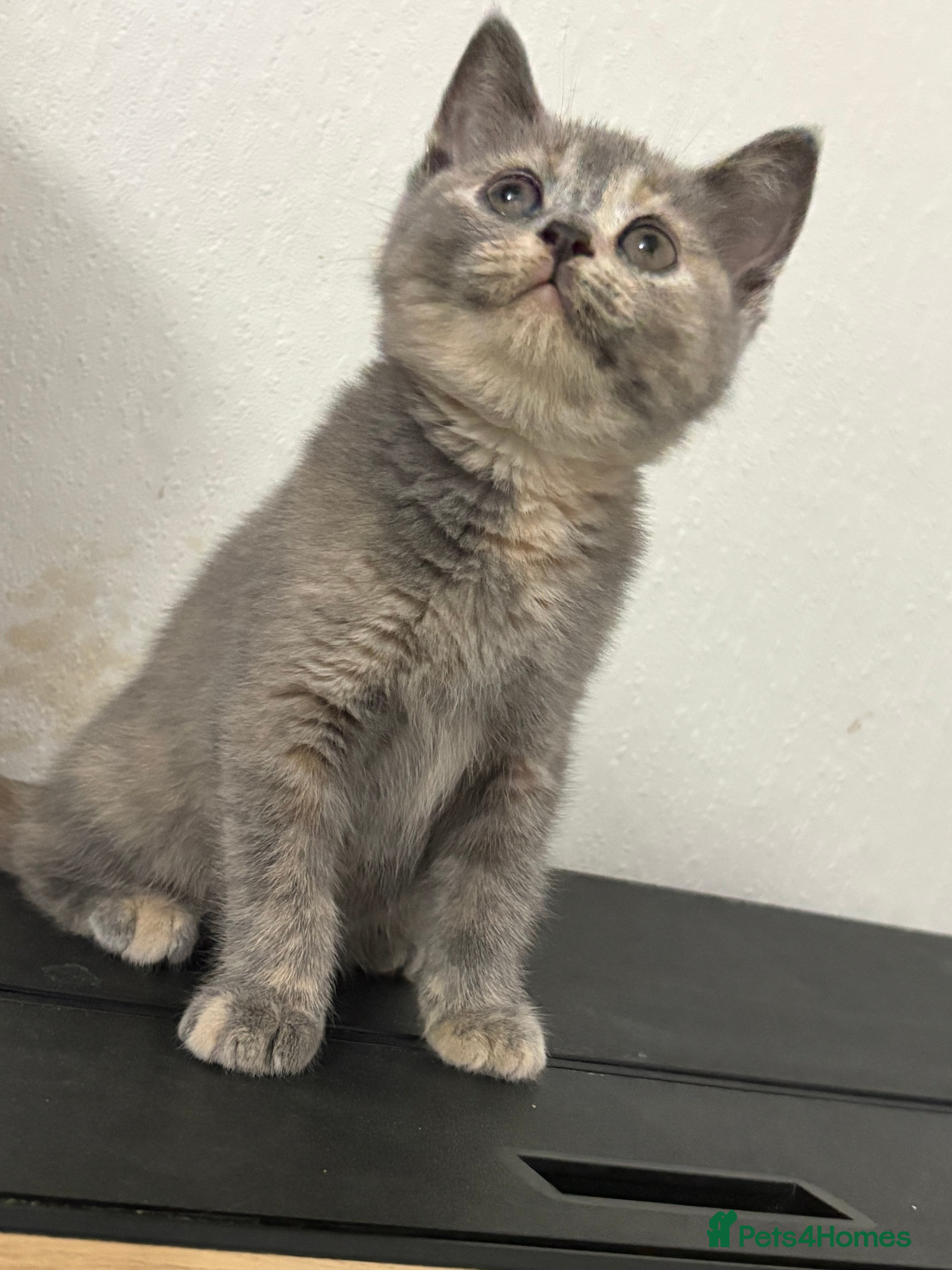 British Shorthair cats British shorthair kittens  - Advert 1