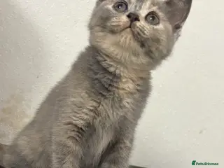 British Shorthair cats British shorthair kittens - Advert 1