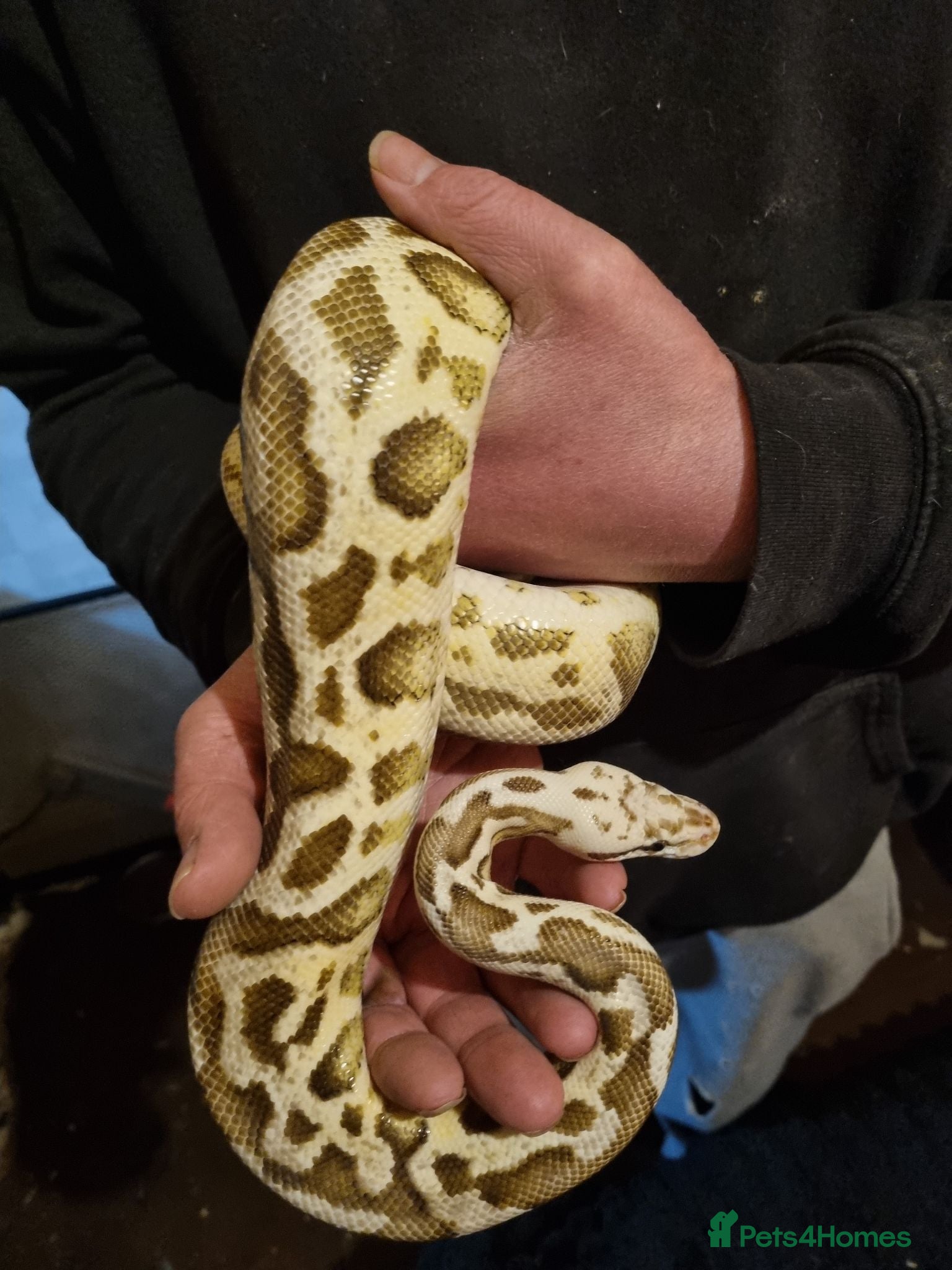 Python Snake reptiles Female pastel fire spotnose leopard het clown  - Advert 2