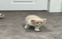 Ragdoll cats for sale: Persian x Ragdoll kittens - Image 9