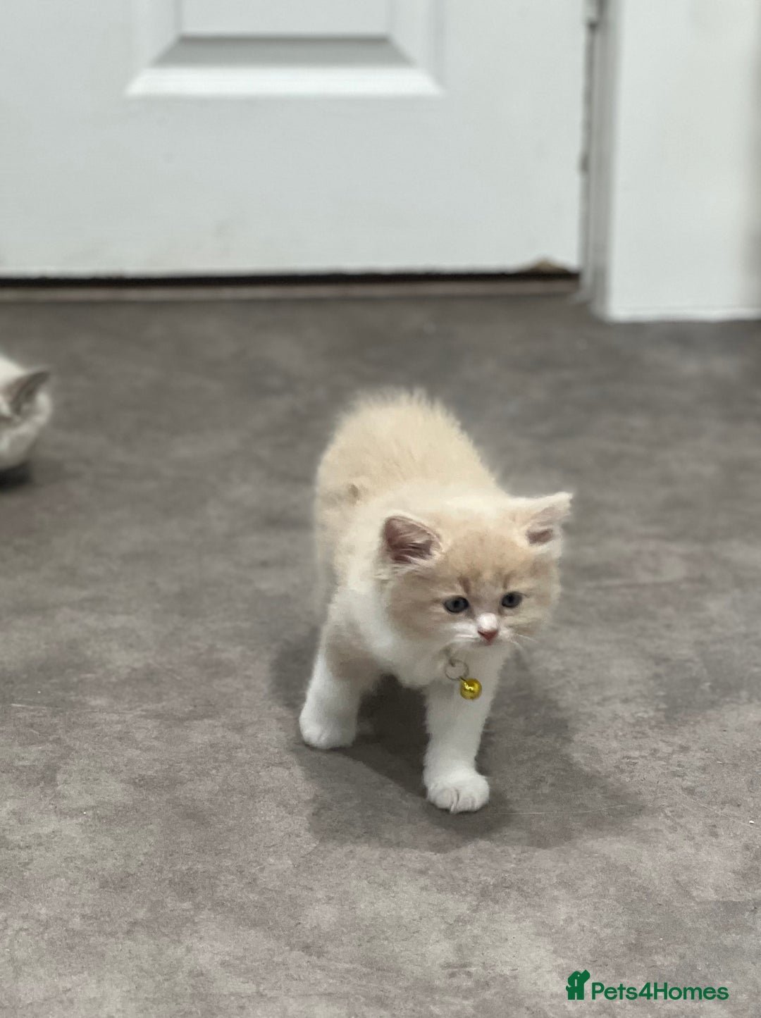 Ragdoll cats for sale: Persian x Ragdoll kittens - Image 9