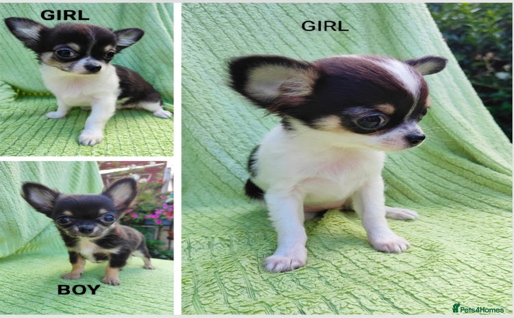 Chihuahua dogs - Advert 2