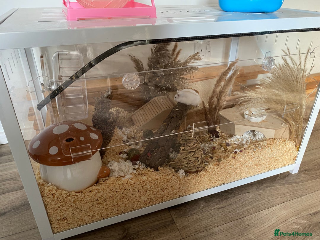 Hamster rodents for sale: Very friendly Russian hamster  - Advert 2