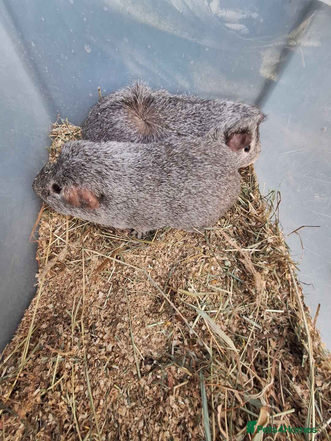 Guinea Pig rodents for sale: 2  adult male guinea pigs for sale £40 pair - Advert 8