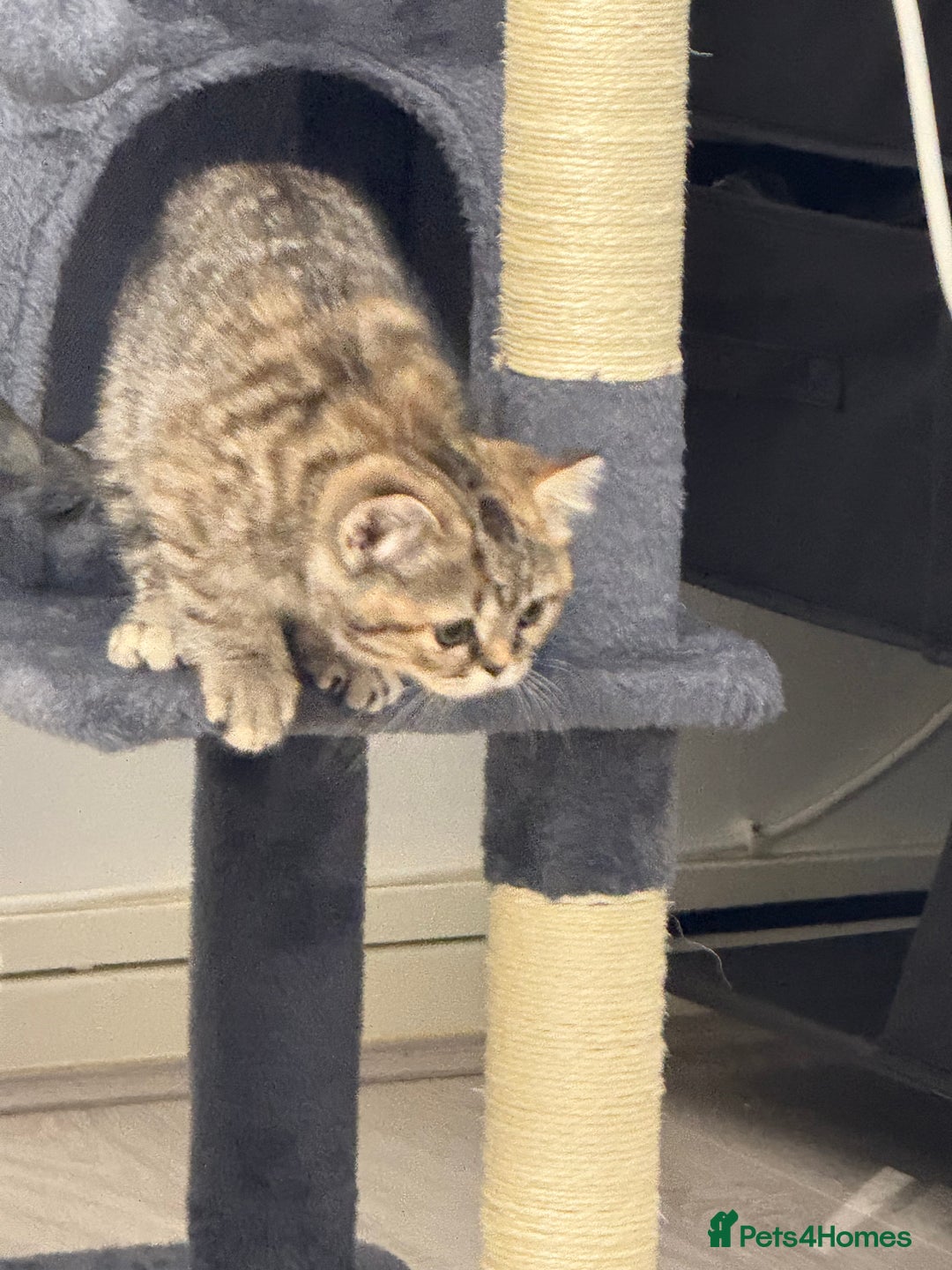 British Shorthair cats for sale: Luna & Leo  - Advert 23