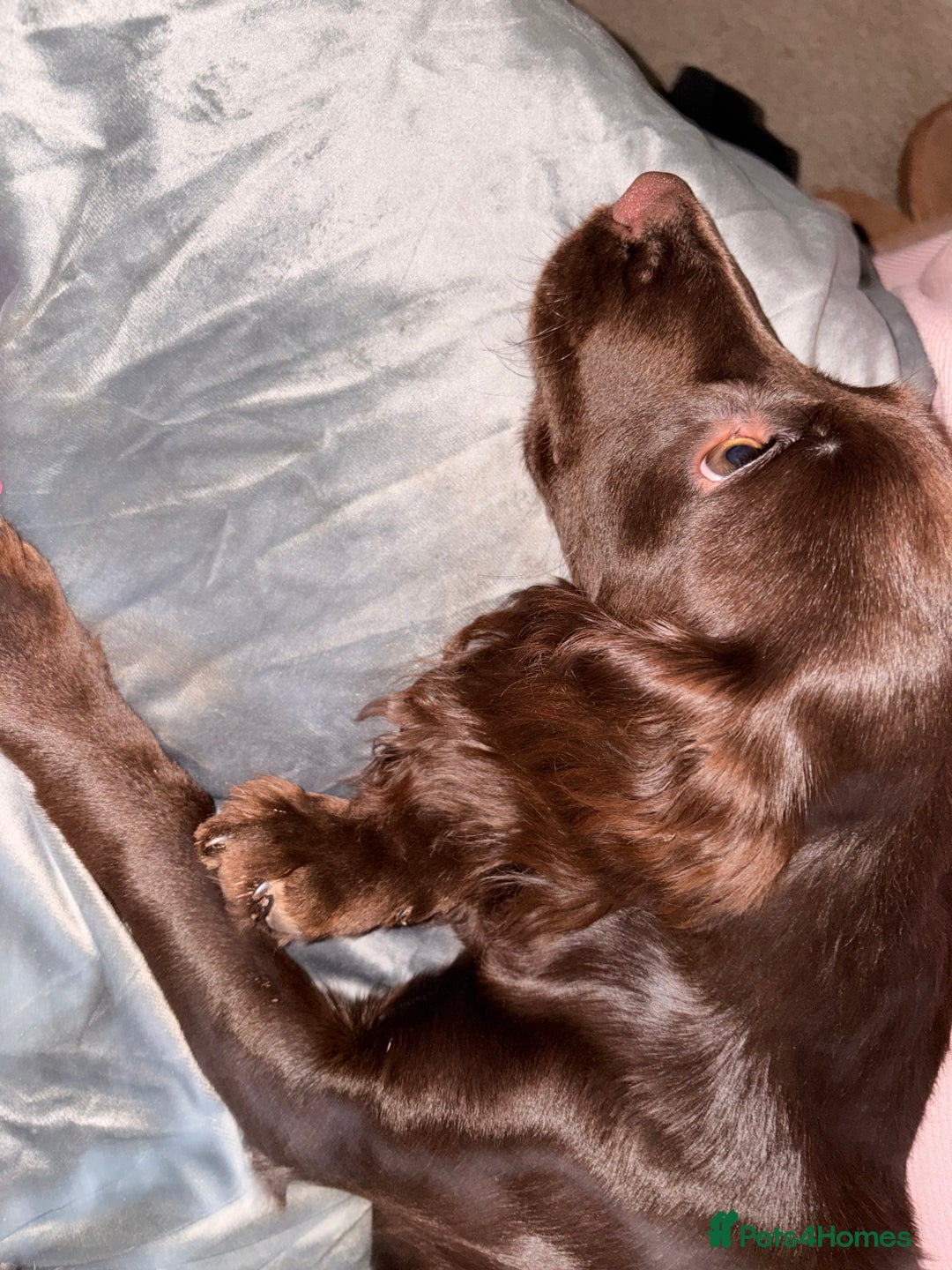 Cocker Spaniel dogs for sale: Cocker spaniel  - Advert 5