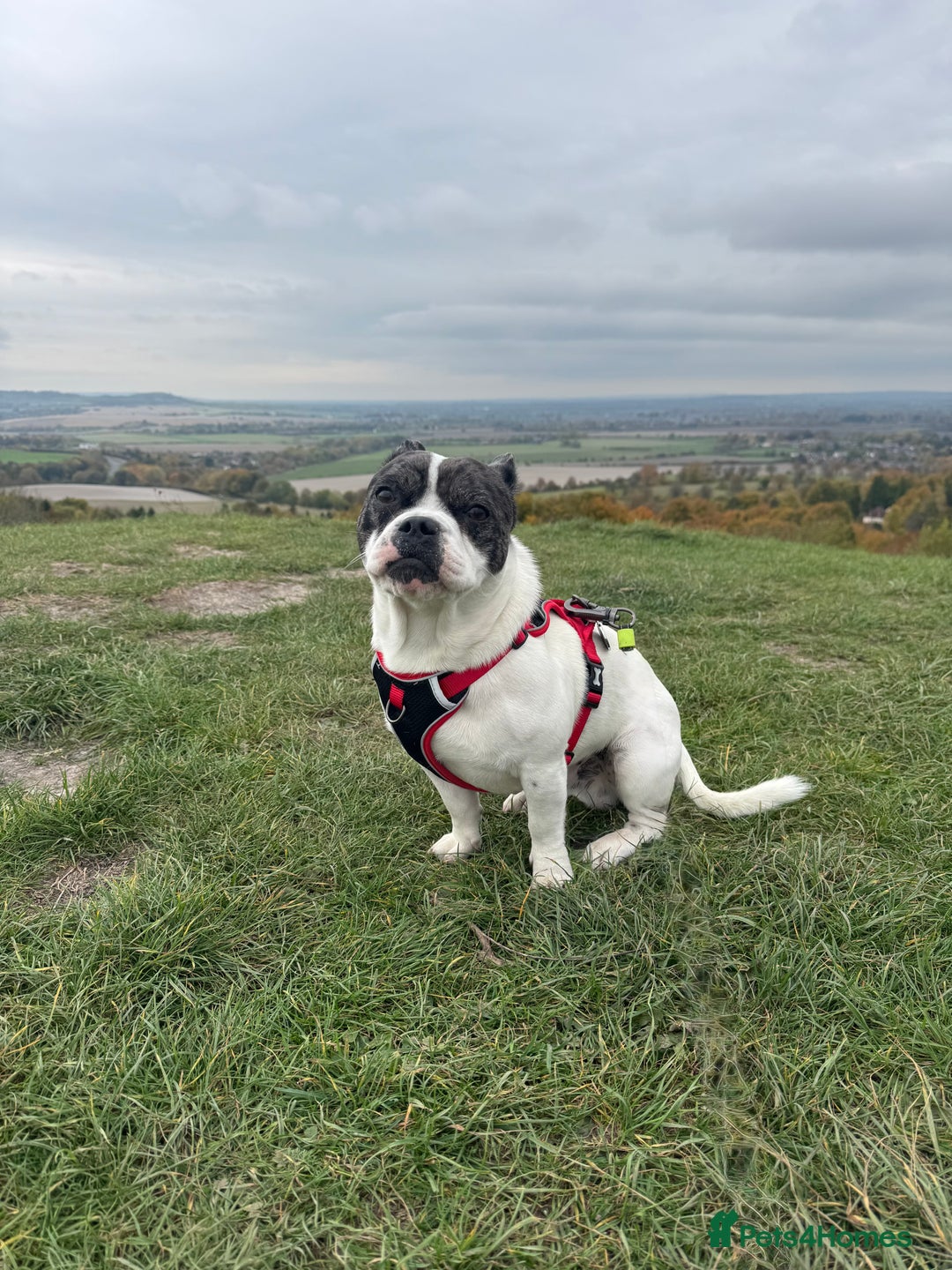 Mixed Breed dogs for sale: 15 month old male Frenchie/pug available  - Advert 3