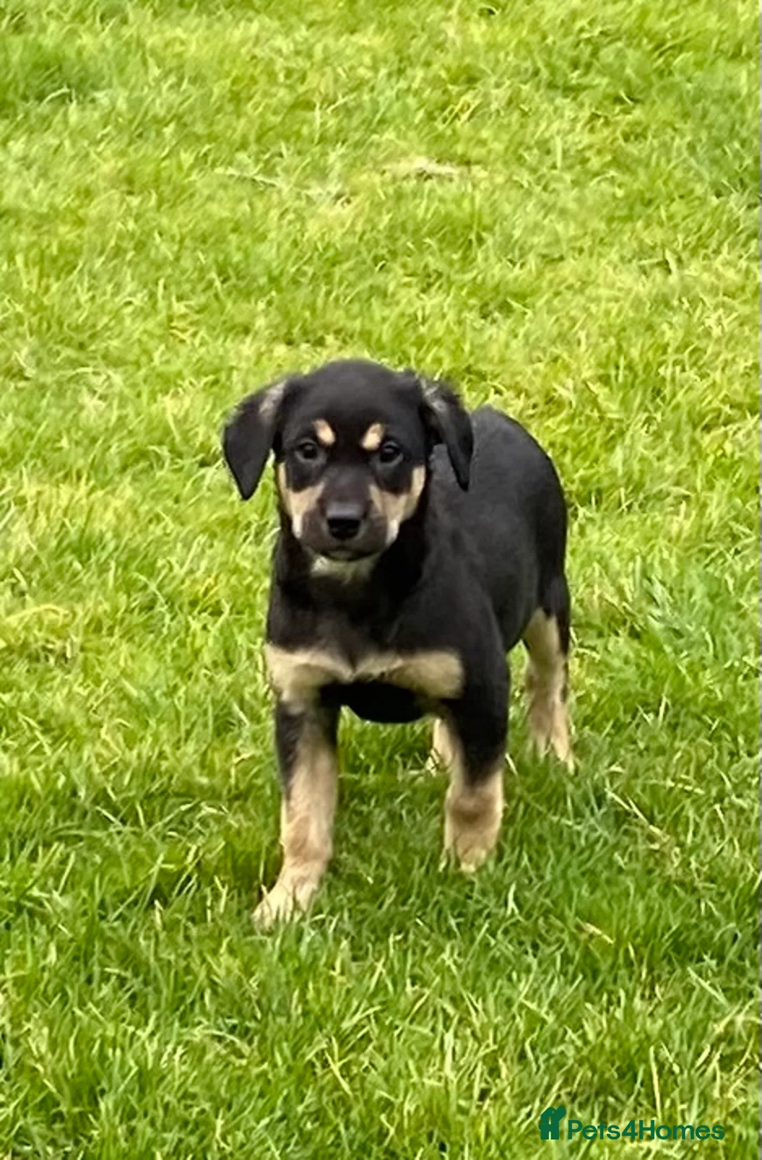 Labrador Retriever dogs for sale: Beautiful KC Reg bitch puppies - Advert 8